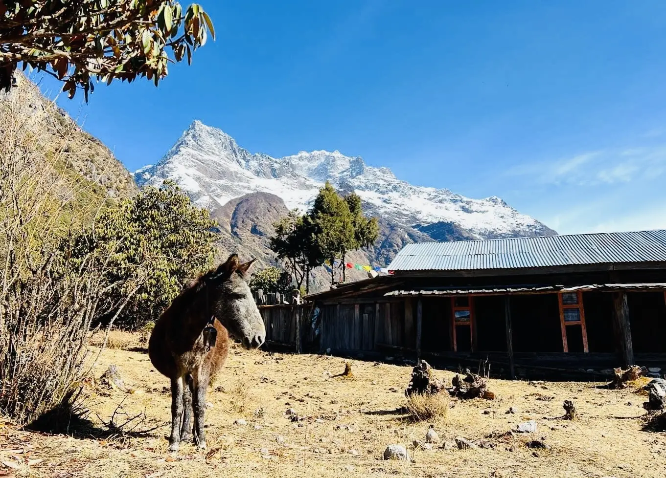 Kanchenjunga Circuit Trek