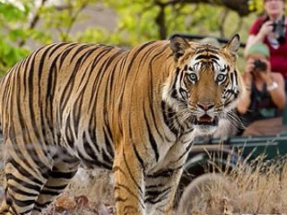 Chitwan National Park wildlife tour