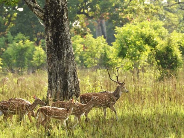Bardia National Park